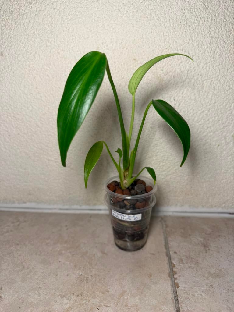 Monstera burl marx flame (1), Huis en Inrichting, Ophalen of Verzenden, Halfschaduw, Minder dan 100 cm