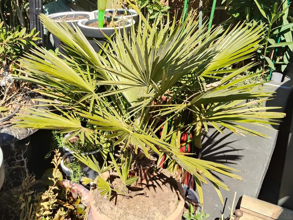 2 winterharde palmen (Chamaerops humilis) -15C, Tuin en Terras, Planten | Tuinplanten, Ophalen, Vaste plant, Overige soorten, Volle zon