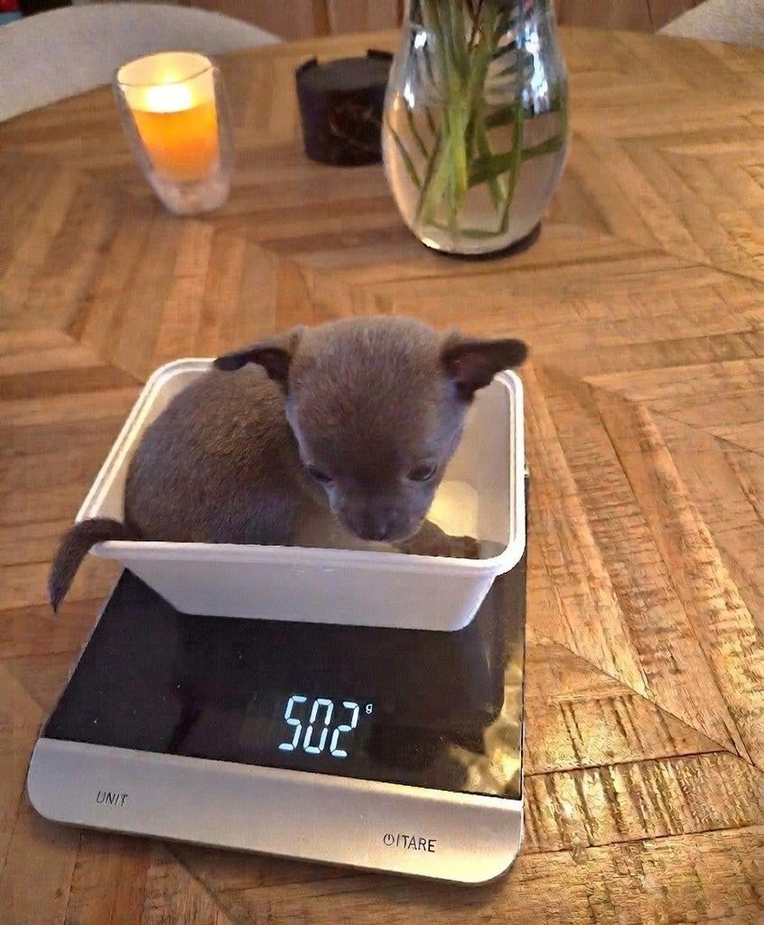 🌸 T-cup chihuahua teefje (502 gr.) Pup puppy 7 weken 🌸, 8 tot 15 weken, Teef, Parvo, Meerdere