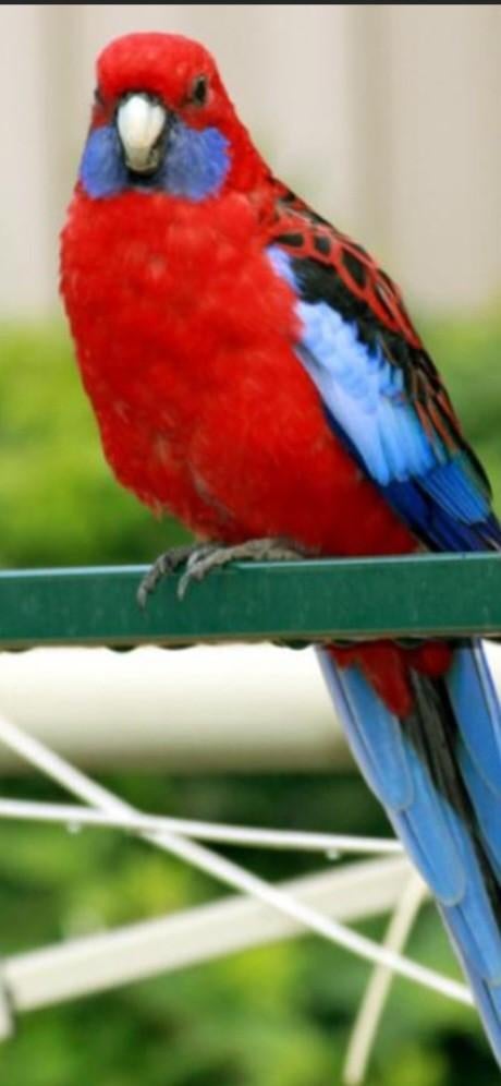 Gevraagd Pennant Rosella man, wildkleur, Mannelijk, Parkiet