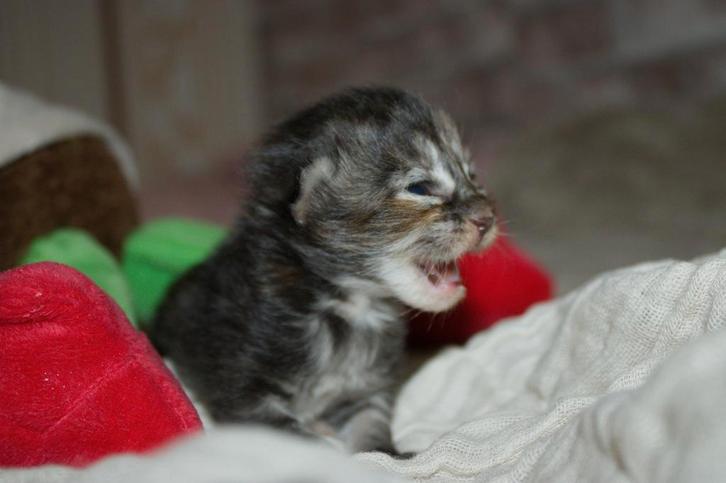 Maine coon kittens., Dieren en Toebehoren, Katten en Kittens | Raskatten | Langhaar, Meerdere dieren, Ontwormd, Ingeënt