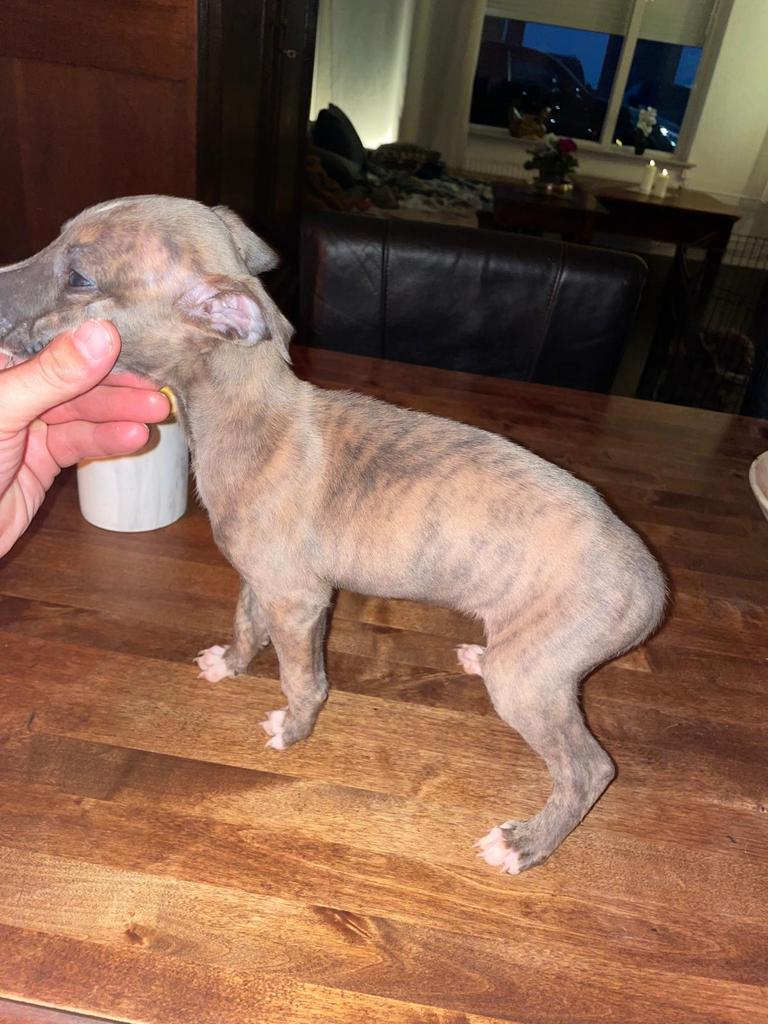 Whippet pups /windhond, Whippet, Reu, 8 tot 15 weken, Meerdere