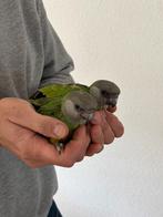 Tamme jonge bonte boer papegaai te koop, Dieren en Toebehoren, Vogels | Parkieten en Papegaaien, Geslacht onbekend, Papegaai, Geringd