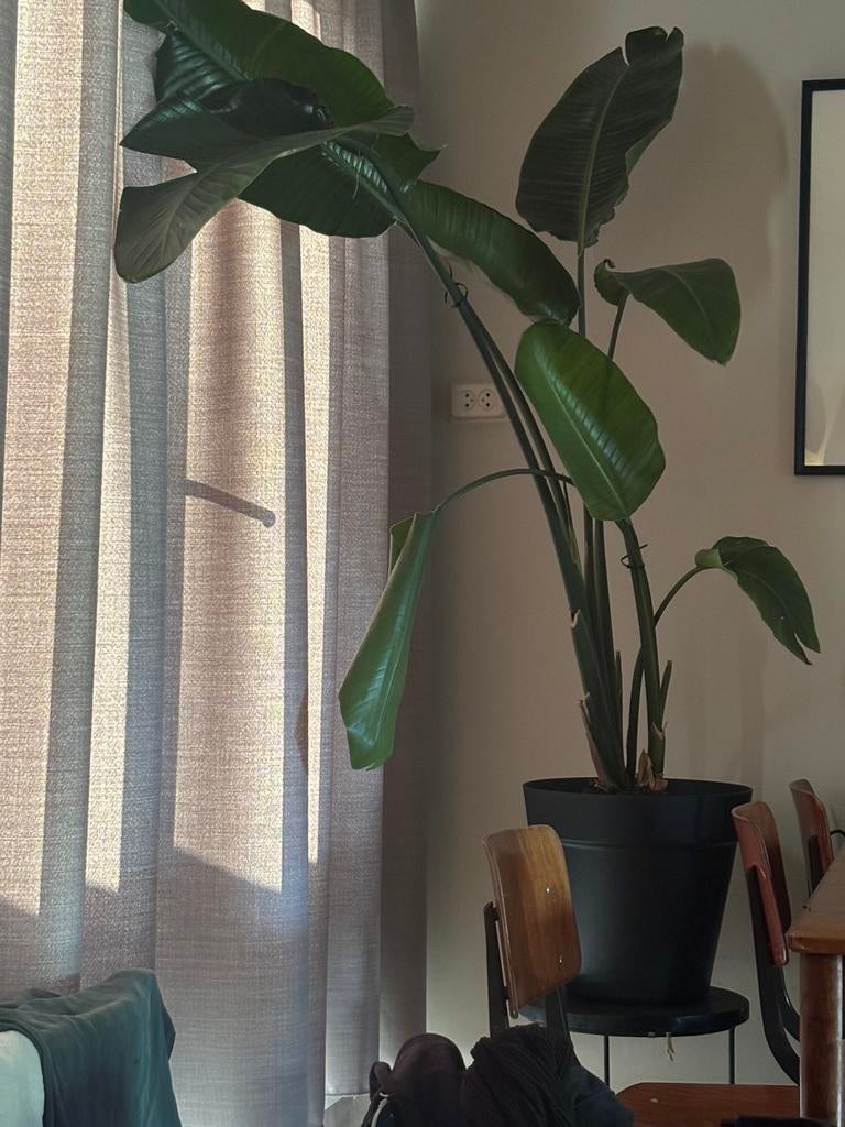 Strelitzia nicolai, Huis en Inrichting, Kamerplanten, Ophalen, In pot, Halfschaduw, 150 tot 200 cm