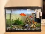 Aquarium + vissen, Ophalen, Zo goed als nieuw, Gevuld zoetwateraquarium