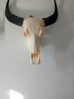 Buffel schedel met hoorns - Zeer goede staat, Ophalen of Verzenden, Zo goed als nieuw