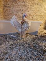 Mooi serama hennen 14 weken oud TT kwaliteit, Dieren en Toebehoren, Vrouwelijk, Kip