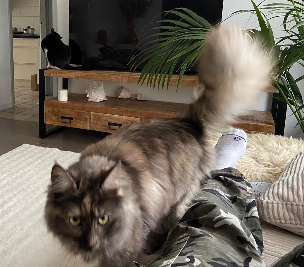 Kat poes vermist langharig grijs/zwart Vogelwaarde, Dieren en Toebehoren, Kat