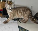 Bengaalse kittens te koop 1 poesje ,4 katers 9 weken ., Meerdere dieren