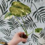 Monstera thai constellation, Huis en Inrichting, Kamerplanten, Ophalen of Verzenden, Halfschaduw, Minder dan 100 cm