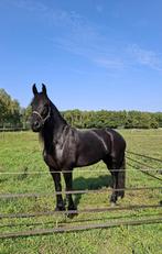 Friese merrie 5 jaar topbraaf, Merrie, Met stamboom, Dressuurpaard, 3 tot 6 jaar