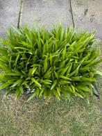 Trachycarpus Fortunei zaailingen (1500 stk), Ophalen of Verzenden, Volle zon, Palmboom, Minder dan 100 cm