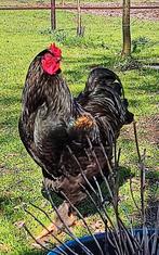 Meerdere hanen te koop, Dieren en Toebehoren, Pluimvee, Mannelijk, Kip