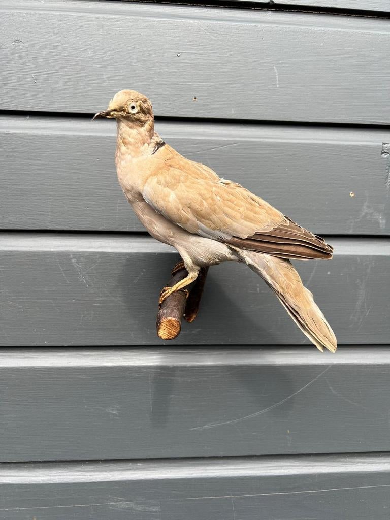 Prachtige Turkse Tortel, Ophalen of Verzenden, Zo goed als nieuw, Vogel, Opgezet dier