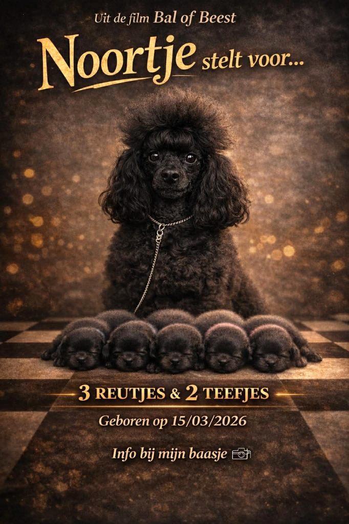 toypoedel pups fci stamboom, Dieren en Toebehoren, Honden | Chihuahua's en Gezelschapshonden, Meerdere dieren, Poedel, Fokker | Hobbymatig