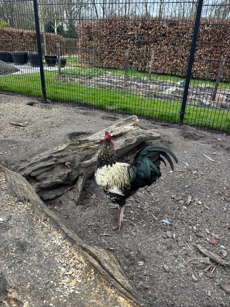Marans x vorwerk haan, Dieren en Toebehoren, Pluimvee, Mannelijk, Kip