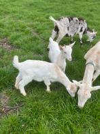 Geit en bokje, Dieren en Toebehoren, Meerdere dieren, Geit