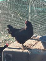 Kippen te koop, Dieren en Toebehoren, Vrouwelijk, Kip