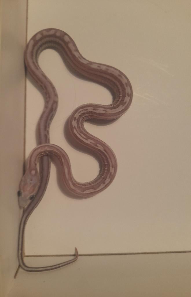 Anery tessera scaleless, Dieren en Toebehoren, Reptielen en Amfibieën, Slang, 0 tot 2 jaar