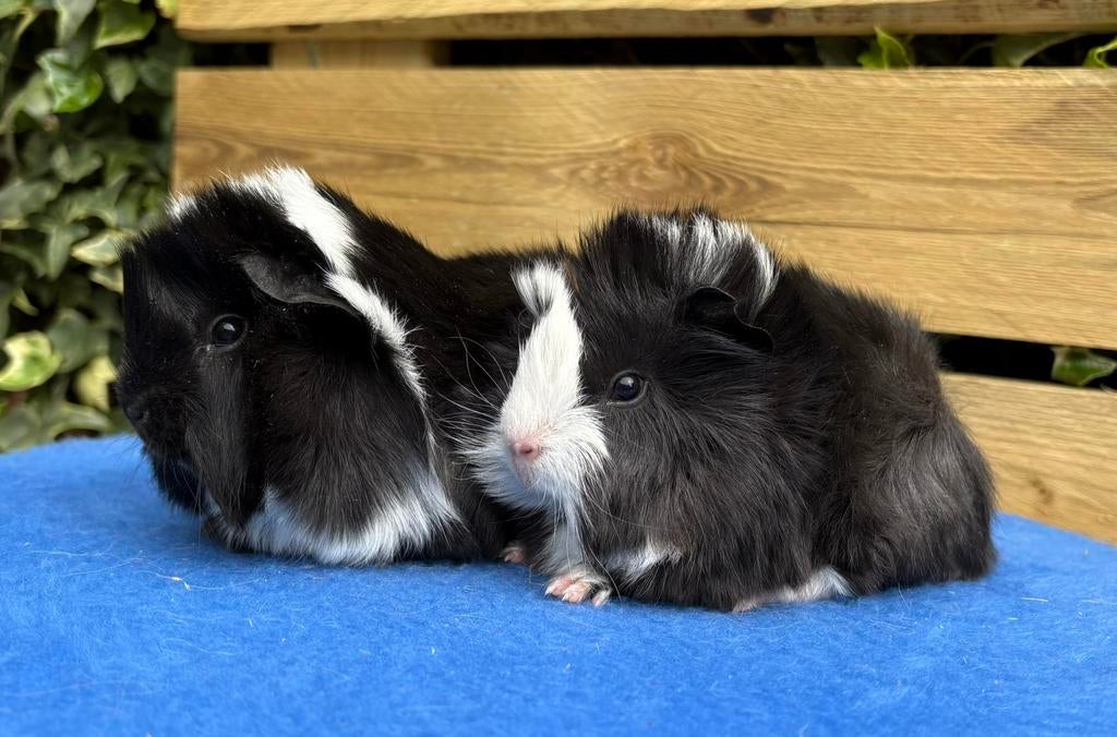 Twee mooie, lieve Peruvian Cavia's (jong), Dieren en Toebehoren, Mannelijk, Tam, Maart, Cavia