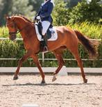 Elite sport dress Z2 merrie 2014 uit de Endy Stam, Merrie