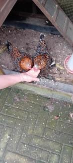 te koop twee sabelpoot hennetjes en hok, Dieren en Toebehoren, Vrouwelijk, Kip