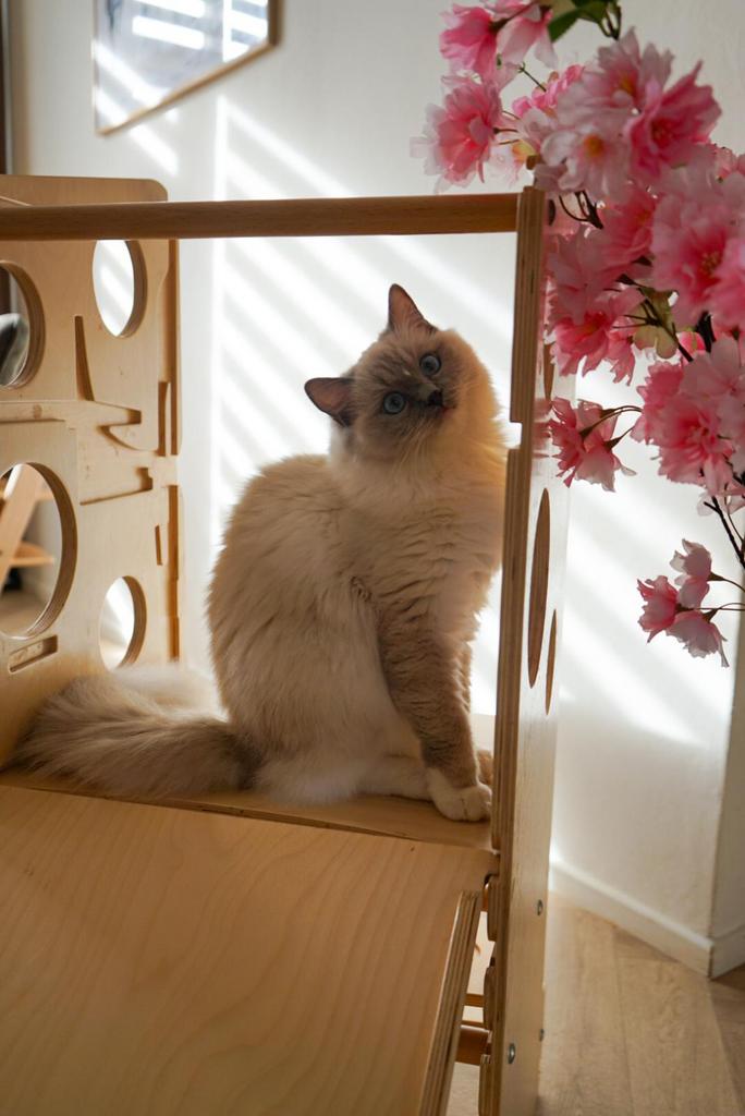 Prachtige lieve ragdoll poes, Dieren en Toebehoren, Katten en Kittens | Raskatten | Langhaar, Poes