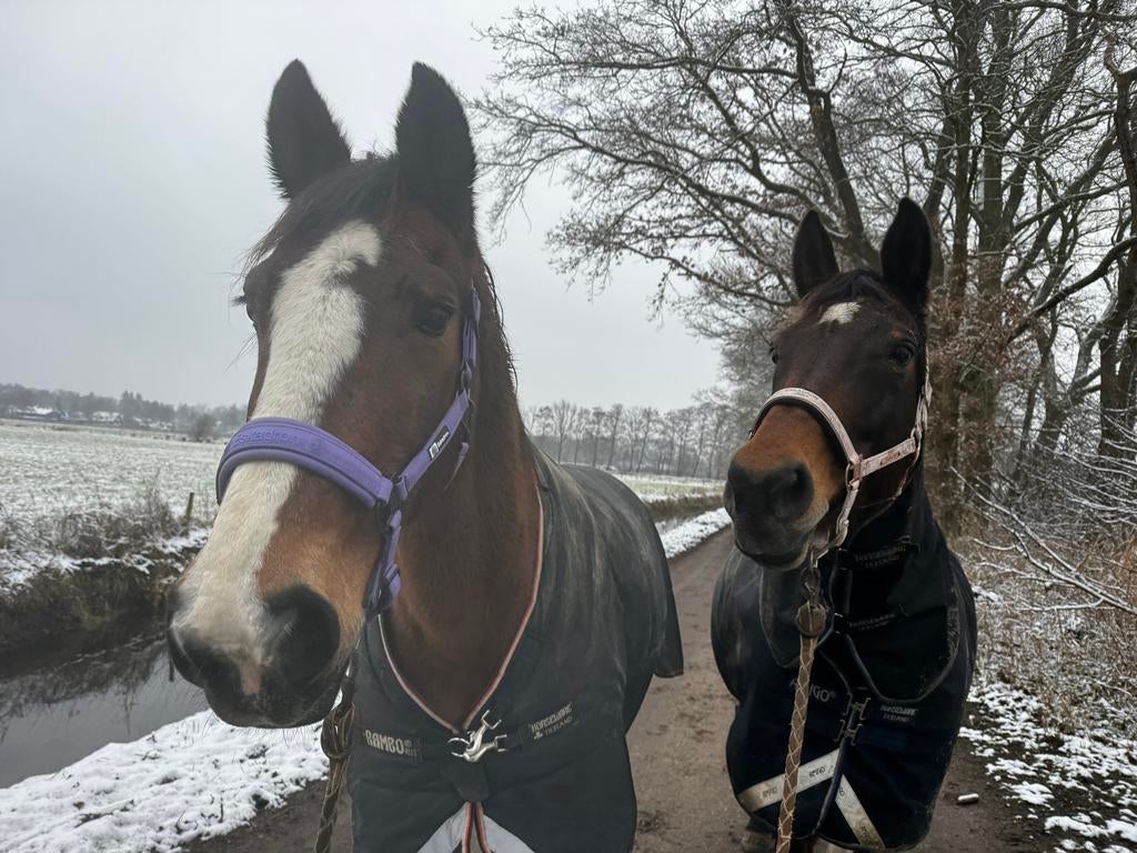 Weide gezocht voor de zomermaanden, Weidegang, 2 of 3 paarden of pony's