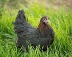 Koperzwarte Marans kippen., Dieren en Toebehoren, Pluimvee, Vrouwelijk, Kip