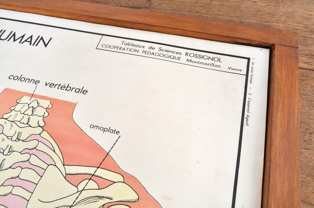 Vintage schoolkaarten 22x wissellijst anatomie Rossignol, Antiek en Kunst, Antiek | Schoolplaten, Ophalen of Verzenden, Natuur en Biologie