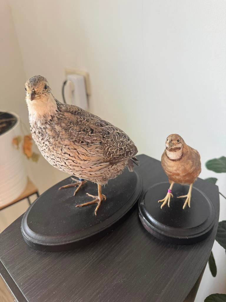Prachtig opgezette kwartels taxidermie, Ophalen, Zo goed als nieuw, Vogel, Opgezet dier