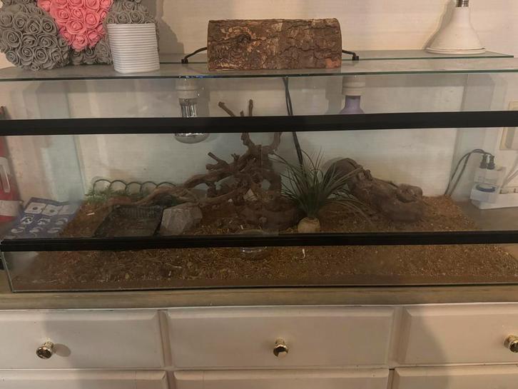 Baardagaam Bearded Dragon - female for sale from kim