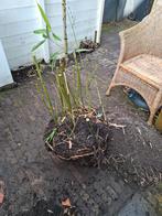 Bamboe kluit gratis, Vaste plant, Bloeit niet, Halfschaduw, Ophalen