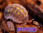 Armadillidium beieri isopods / pissebedden SALE OP=OP, Dieren en Toebehoren, Overige soorten