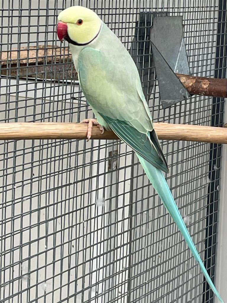 Halsbandparkieten, Meerdere dieren, Parkiet, Geringd