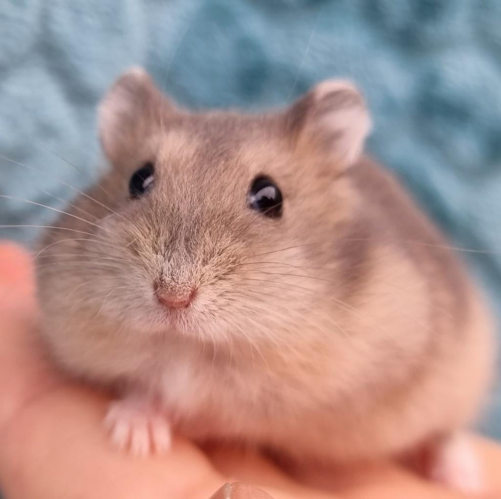 Jonge hamsters, 4 verschillende, kinderen gewend, Dieren en Toebehoren, Knaagdieren, Hamster, Maart, Meerdere dieren, Tam