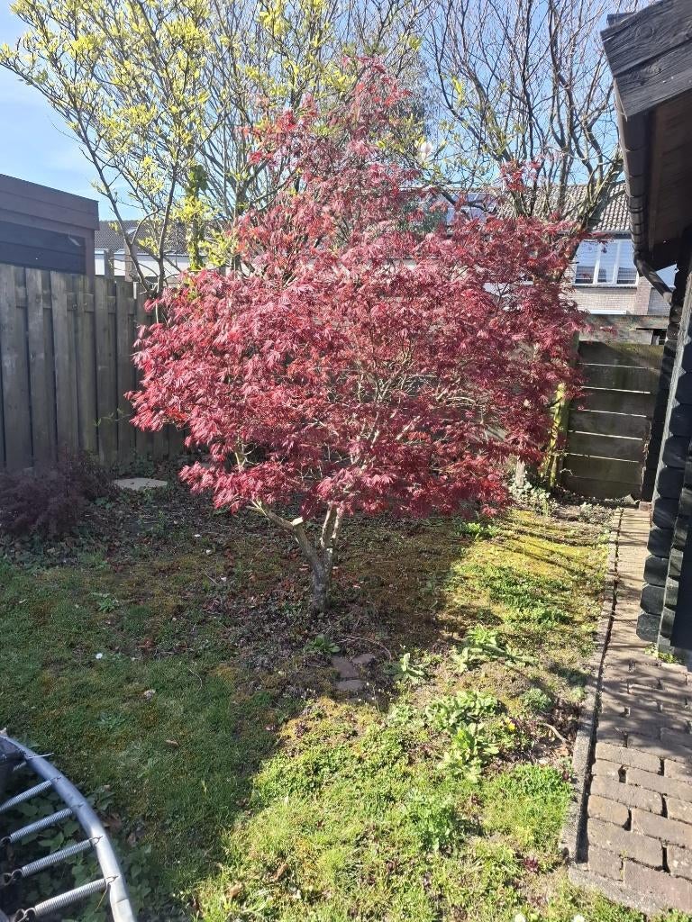 Prachtige Japanse Esdoorn, Tuin en Terras, Planten | Bomen, Ophalen, Bloeit niet, Halfschaduw, Overige soorten
