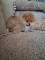 Prachtig Pomeriaan Reutje Met Stamboom, Keeshond, Rabiës (hondsdolheid), Reu, 8 tot 15 weken