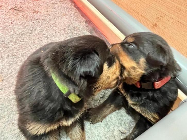 Rottweiler puppy’s, Dieren en Toebehoren, Honden | Bulldogs, Pinschers en Molossers, Meerdere dieren, Rottweiler, Particulier