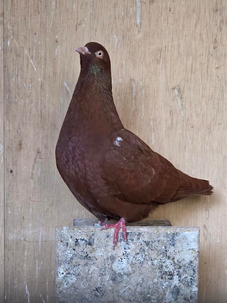 Nederlandse Hoogvliegers vliegtype, Dieren en Toebehoren, Meerdere dieren, Overige soorten