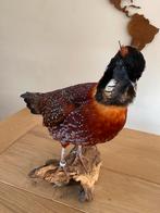 Opgezette tragopaan fazant achtige, Ophalen of Verzenden, Zo goed als nieuw, Vogel, Opgezet dier
