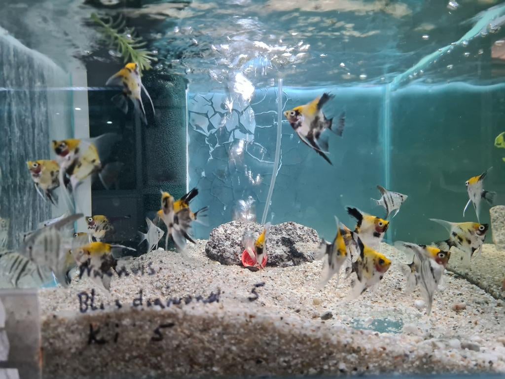 Koi maanvissen, Pterophyllum Scalare koi