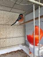 Mooie Wildkleur man Europese Goudvink 2025, Mannelijk, Wildzangvogel, Geringd