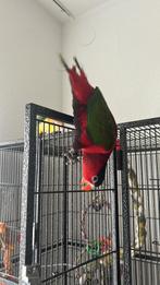 Lieve pratende puperbuik lori te koop, Mannelijk, Papegaai