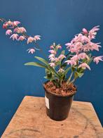 Orchidee Dendrobium Kingianum hellrosa p12 (3), Ophalen of Verzenden, Halfschaduw, Minder dan 100 cm