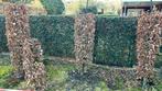 GRATIS beuken bomen, Ophalen, Beukenhaag, Struik, 100 tot 250 cm