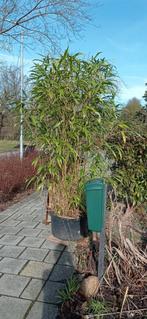 Gratis Bamboe phyllostachys, Ophalen, Bloeit niet, Halfschaduw, Overige soorten