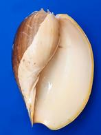 schelpen, Melo aethiopica, Ophalen of Verzenden, Schelp(en)