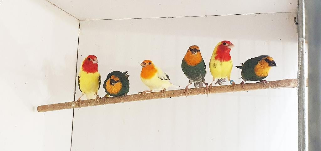 Erythrura, Amadina en andere, Meerdere dieren, Tropenvogel, Geringd