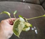Pothos (epipremnum) N'Joy stekje, Ophalen of Verzenden, Halfschaduw, Minder dan 100 cm